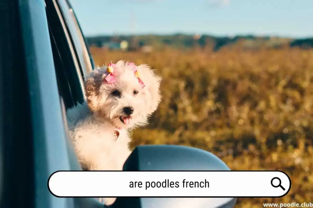 Are Poodles French?