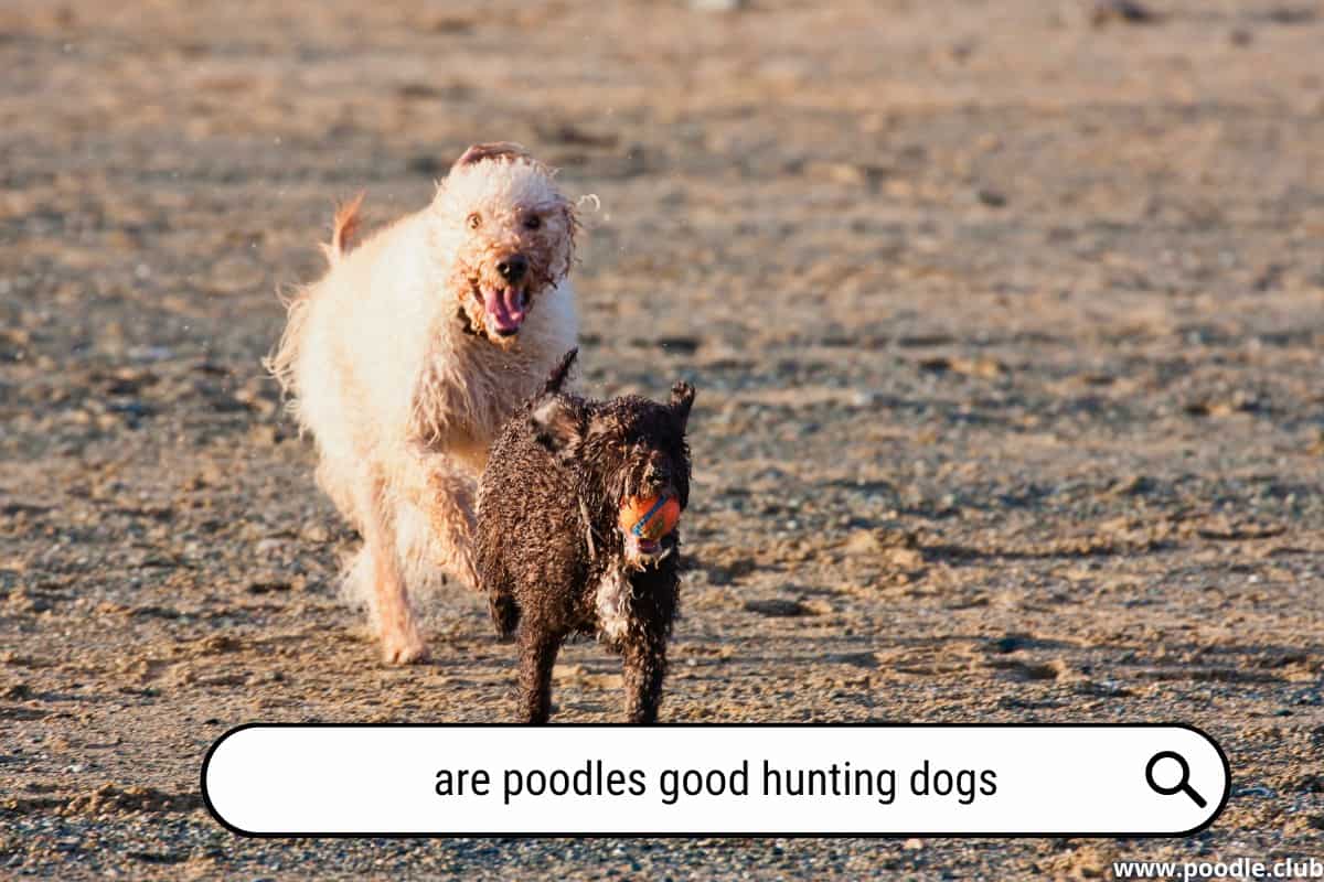 Are Poodles GOOD Hunting Dogs? [the TRUTH] Poodle Club