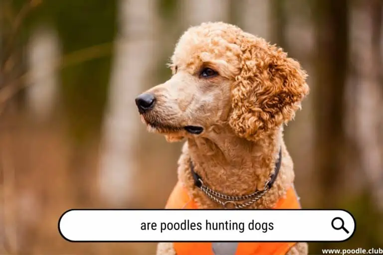 Are Poodles Hunting Dogs? [Sporting History]