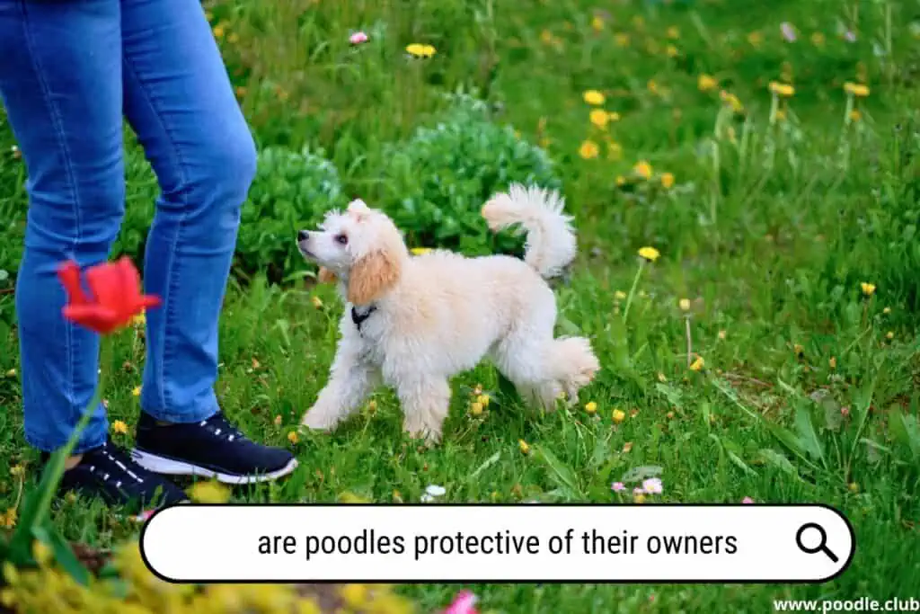 Are Poodles protective of their owners?