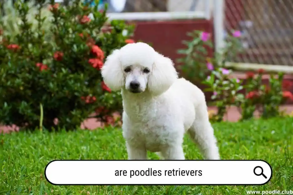 Are Poodles retrievers? Have they kept this breed instinct?