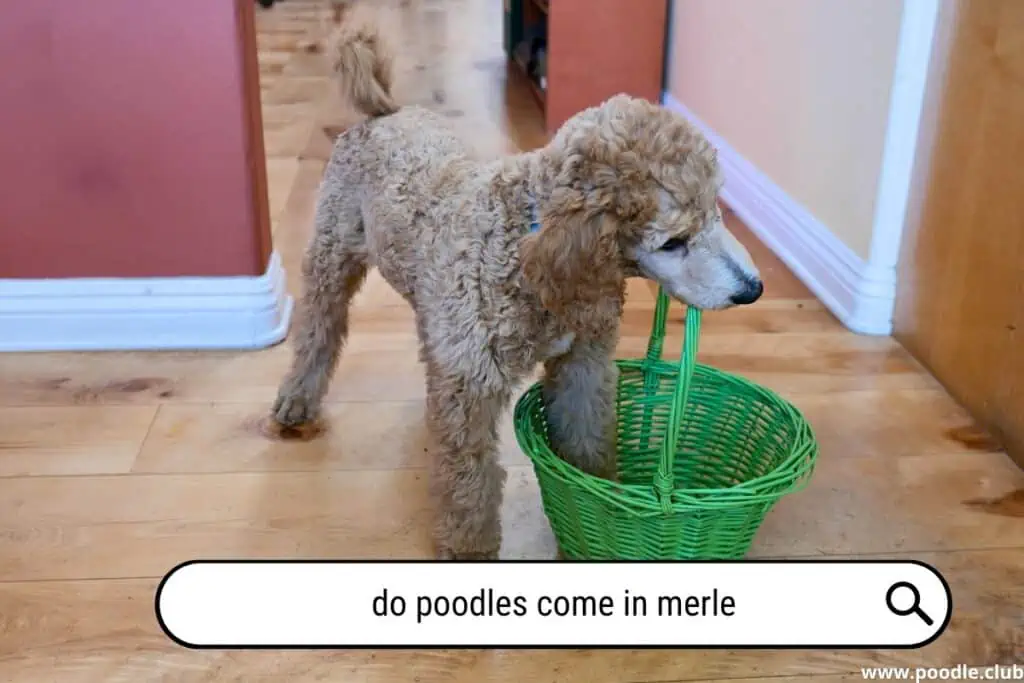 Do Poodles come in Merle?