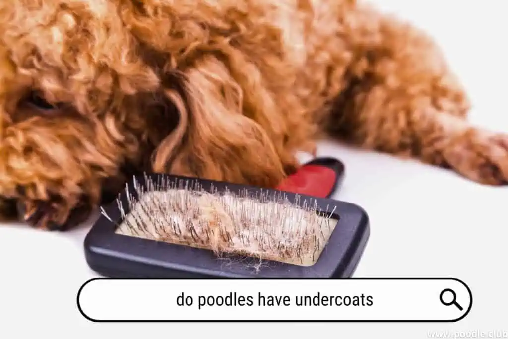 Do Poodles have undercoats?