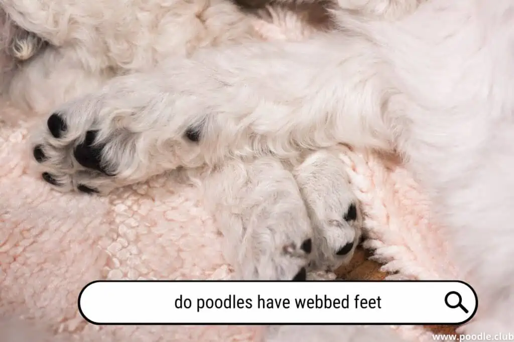 Do Poodles have webbed feet?