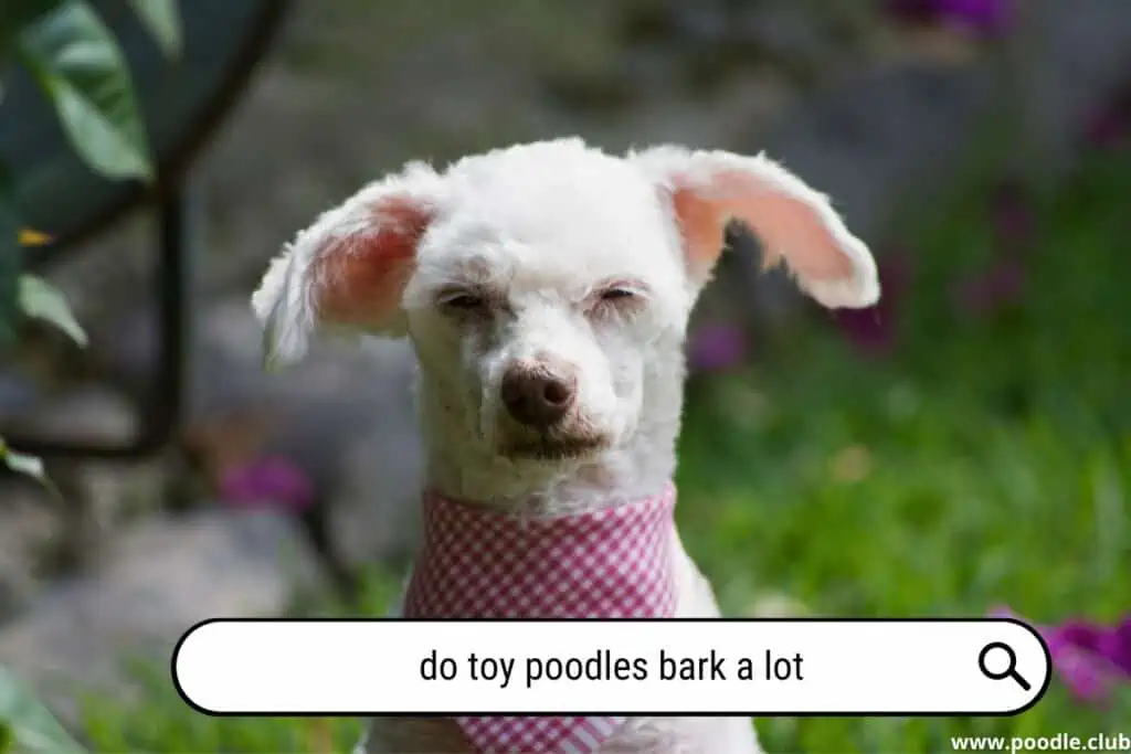 Do You Poodles bark a lot?