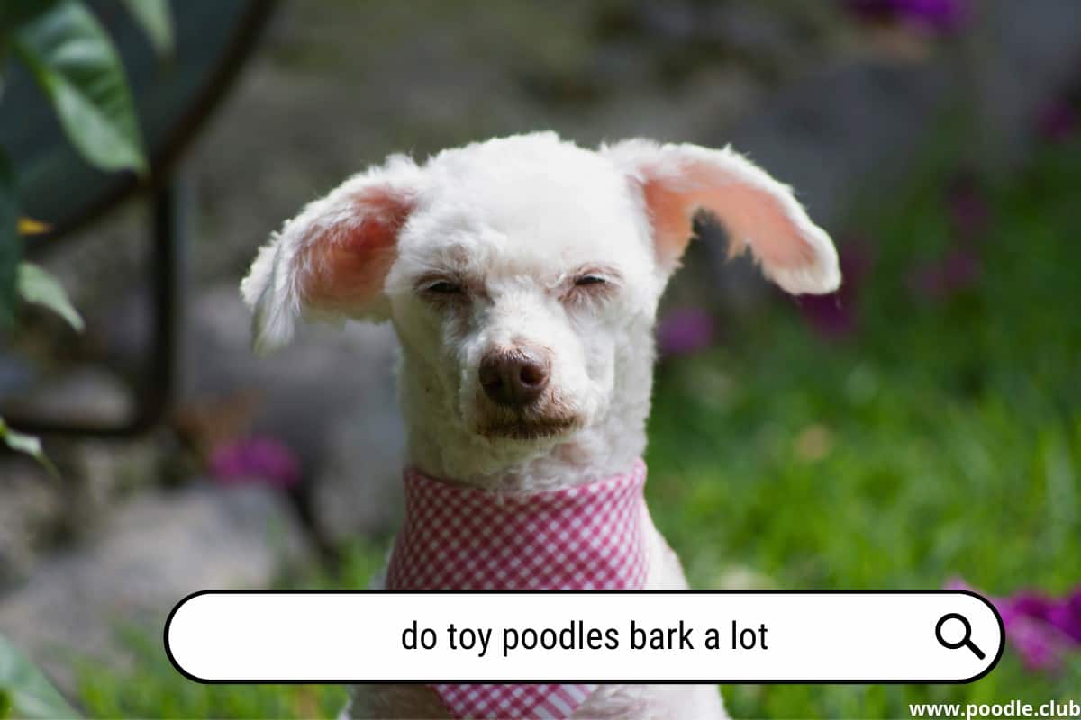 Do Toy Poodles Bark a Lot? [Facts] Poodle Club