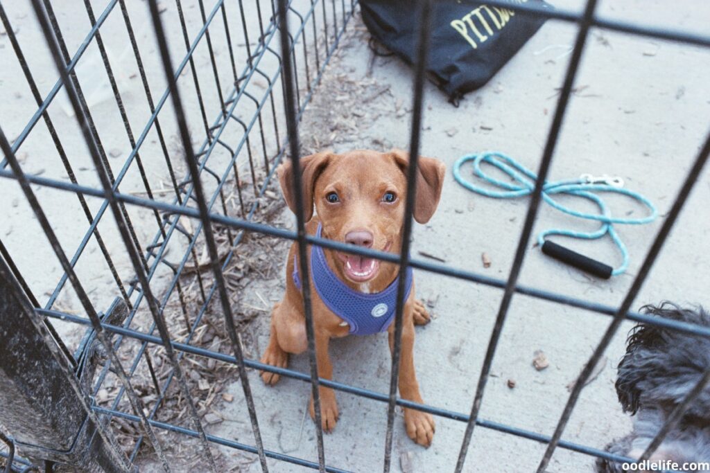 dog in los angeles shelter