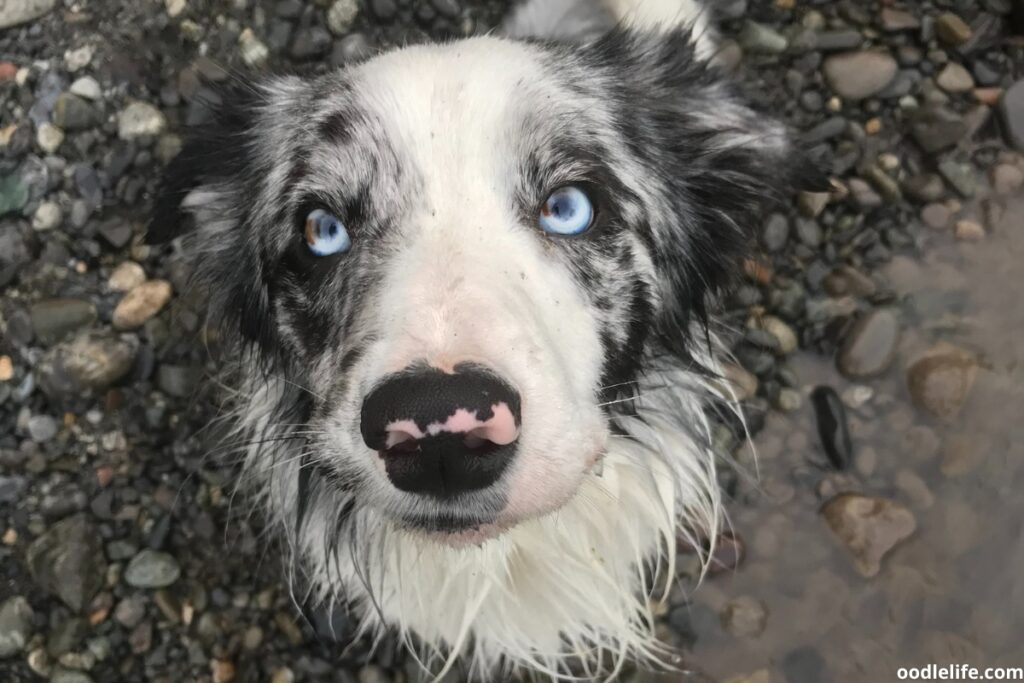 gorgeous blue eyed dog