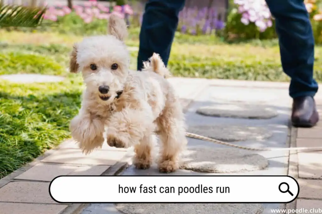 Has fast can Poodles run?