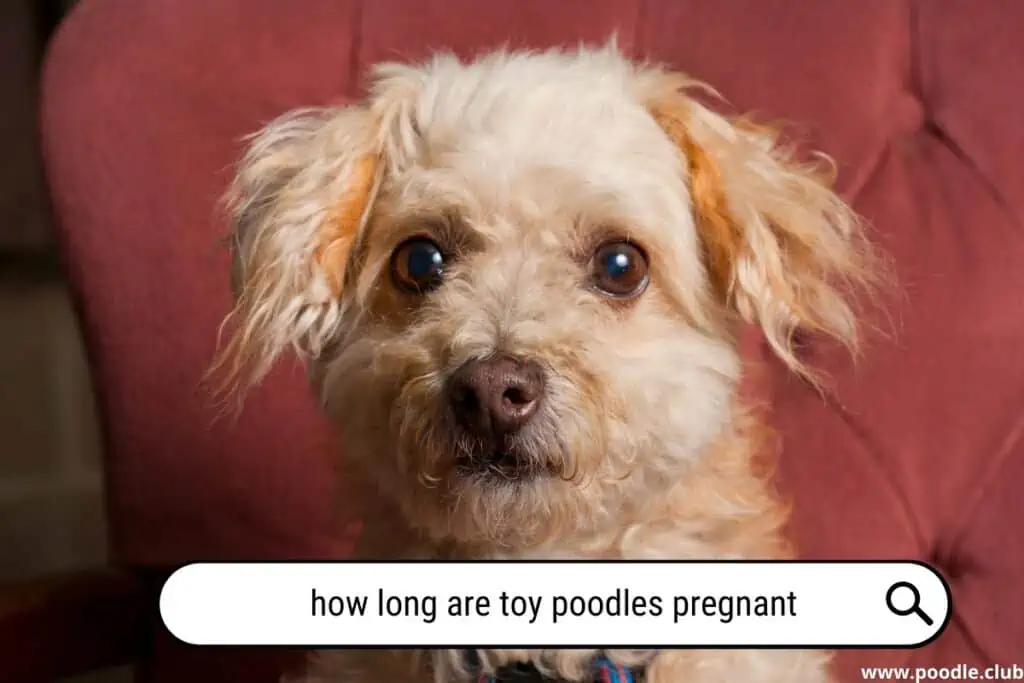 How long are toy Poodles pregnant?