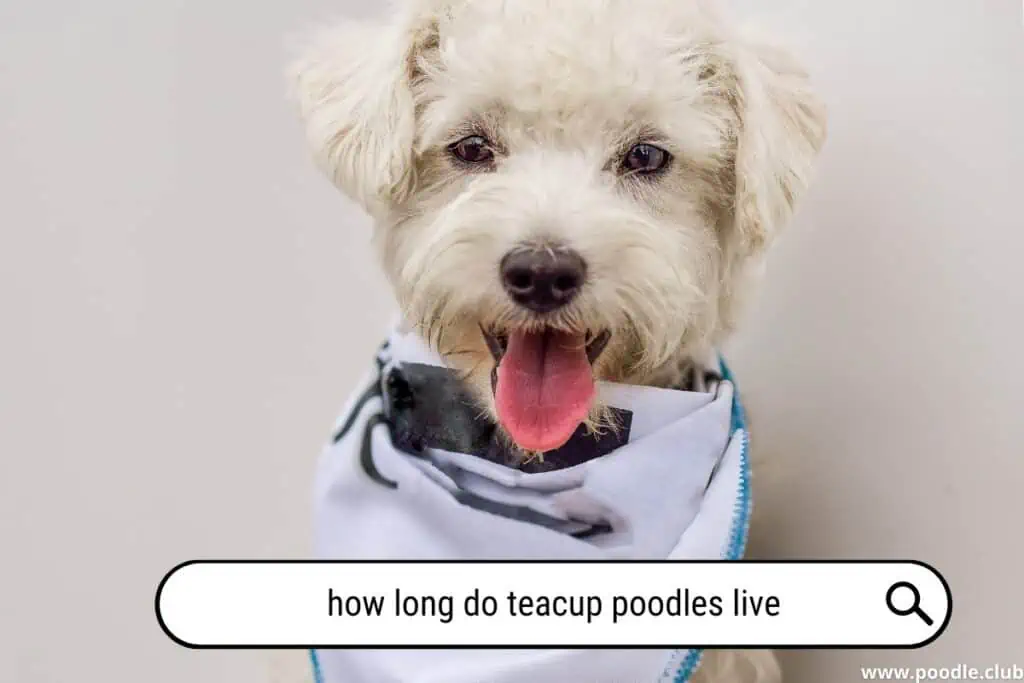 How long do teacup Poodles live?