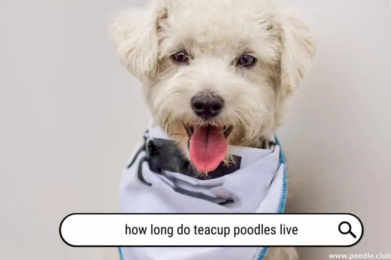 How Long Do Teacup Poodles Live?