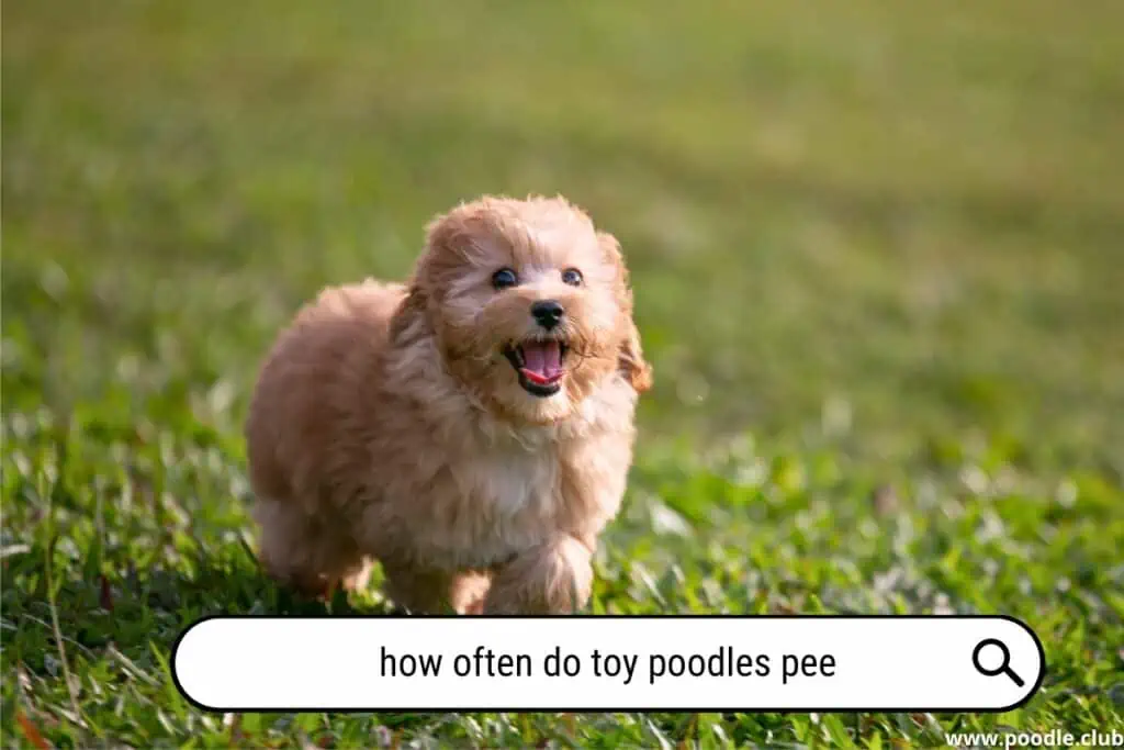 How often do toy Poodles pee?