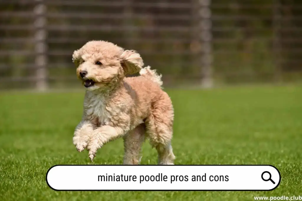 Miniature Poodle Pros and Cons?