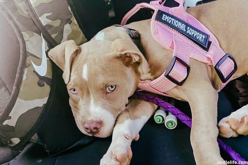 rescue pitbull los angeles