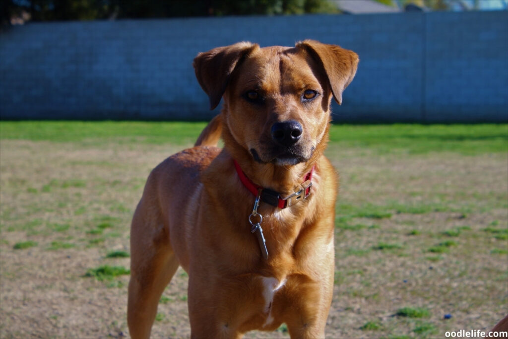 The gorgeous red coat of this happy rescue dog.