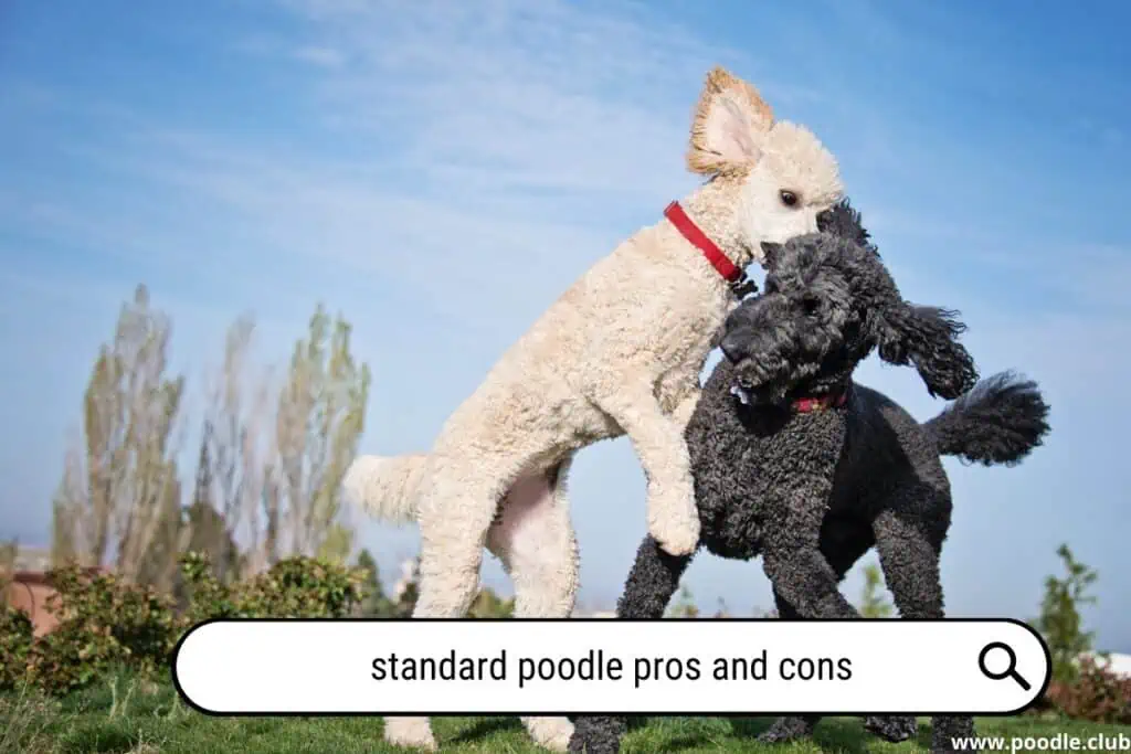 Standard Poodle pros and cons?
