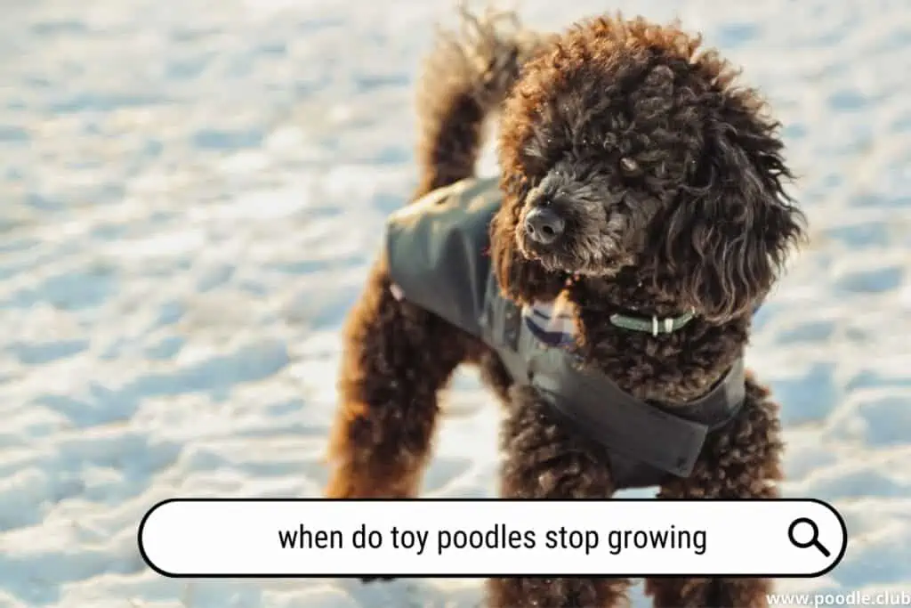 When do toy Poodles stop growing?