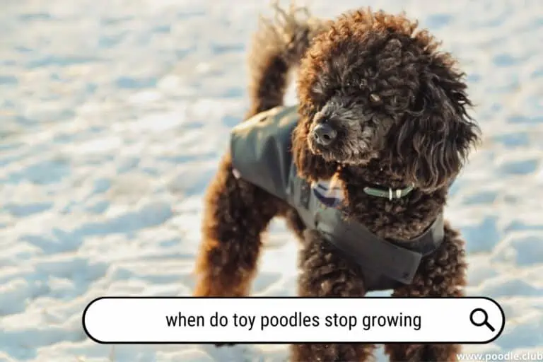 When Do Toy Poodles Stop Growing [Key Milestones]