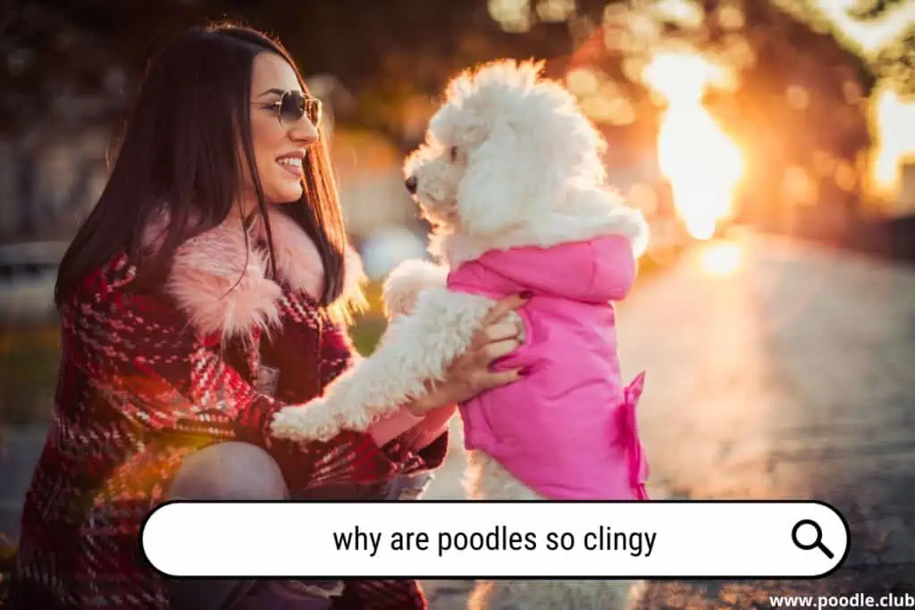 Why are Poodles so clingy?