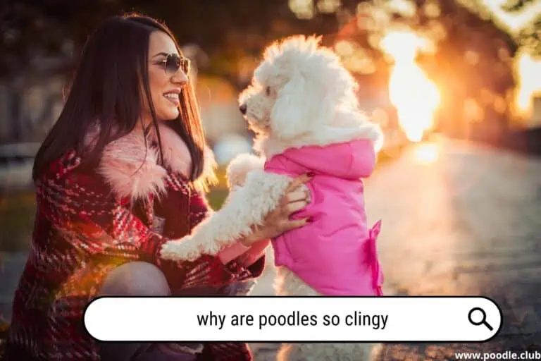 Why are Poodles So Clingy [5 Reasons]