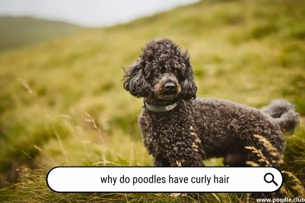 Why do Poodles have curly hair?