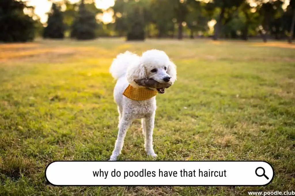 Why do Poodles have that haircut?