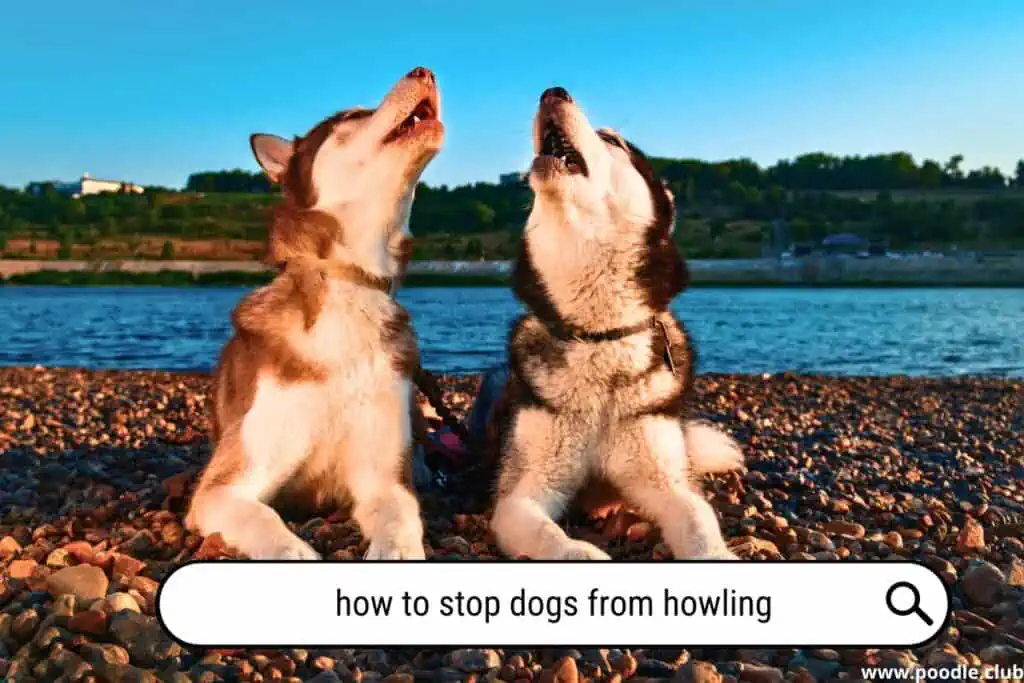 How to stop dogs from howling?