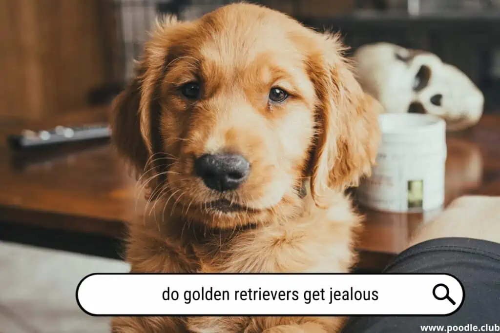 Do Golden Retrievers get jealous?