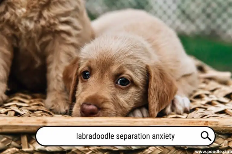 Talking Labradoodle Separation Anxiety - solutions to this terrible sad problem