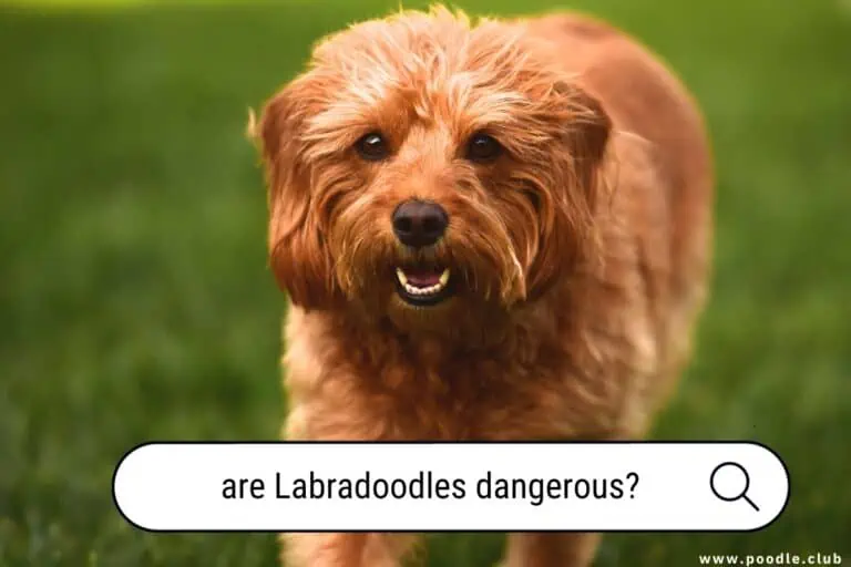 Are Labradoodles Dangerous? Unveiling the Truth