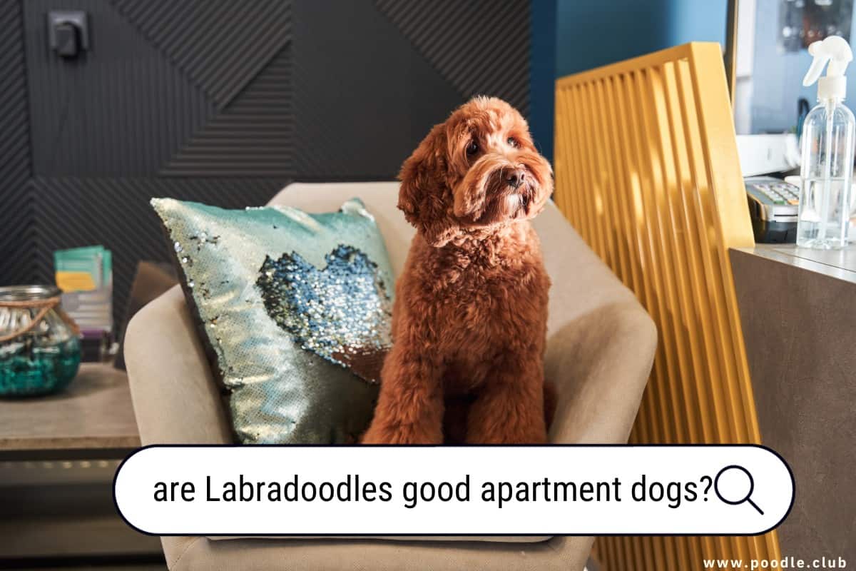Are Labradoodles Good Apartment Dogs? A Comprehensive Analysis Poodle
