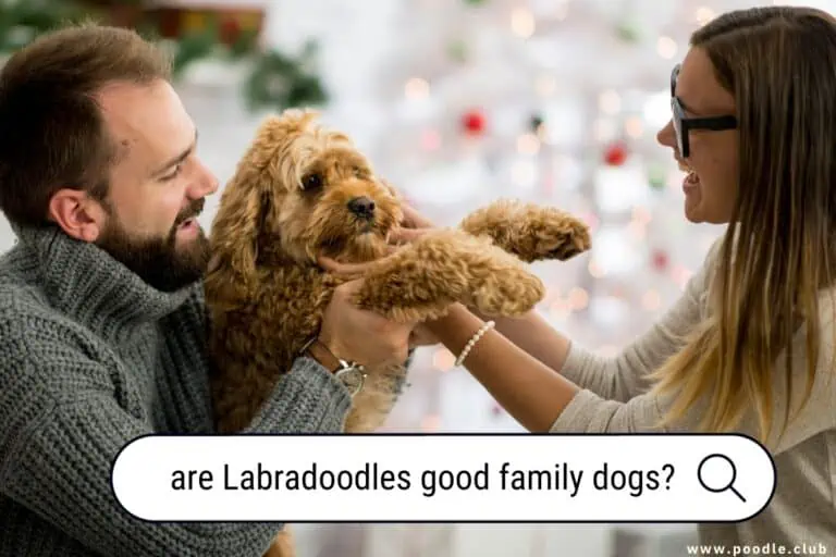 Are Labradoodles Good Family Dogs? An Expert Analysis