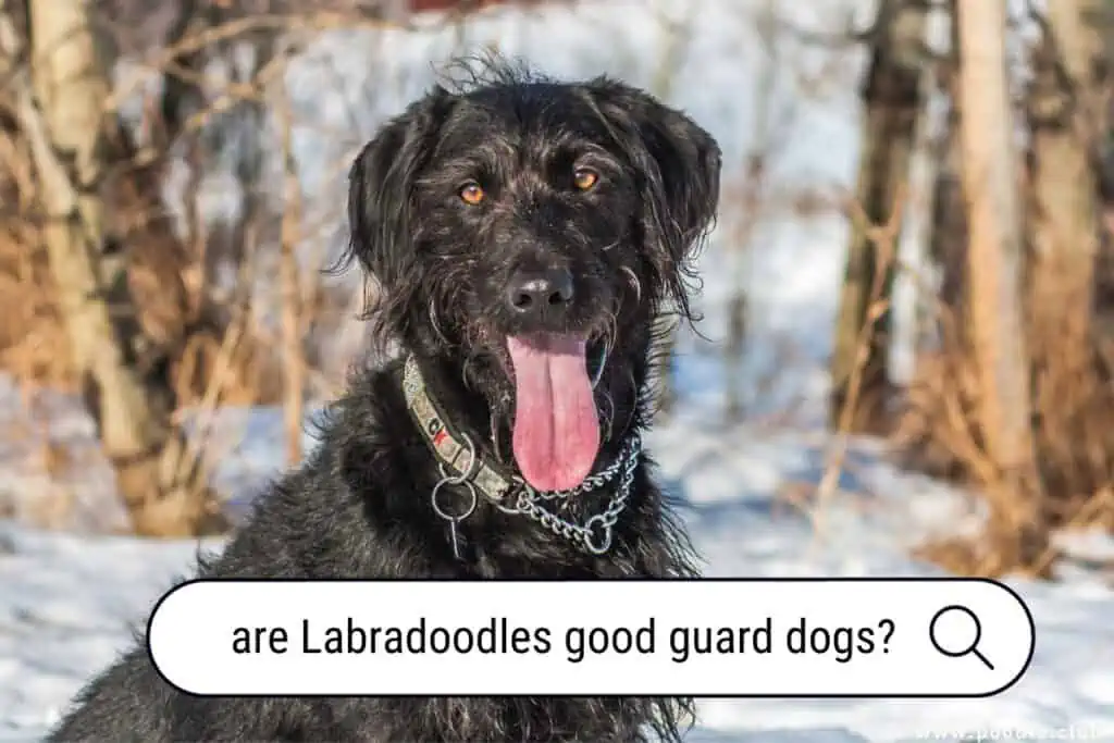 are Labradoodles good guard dogs
