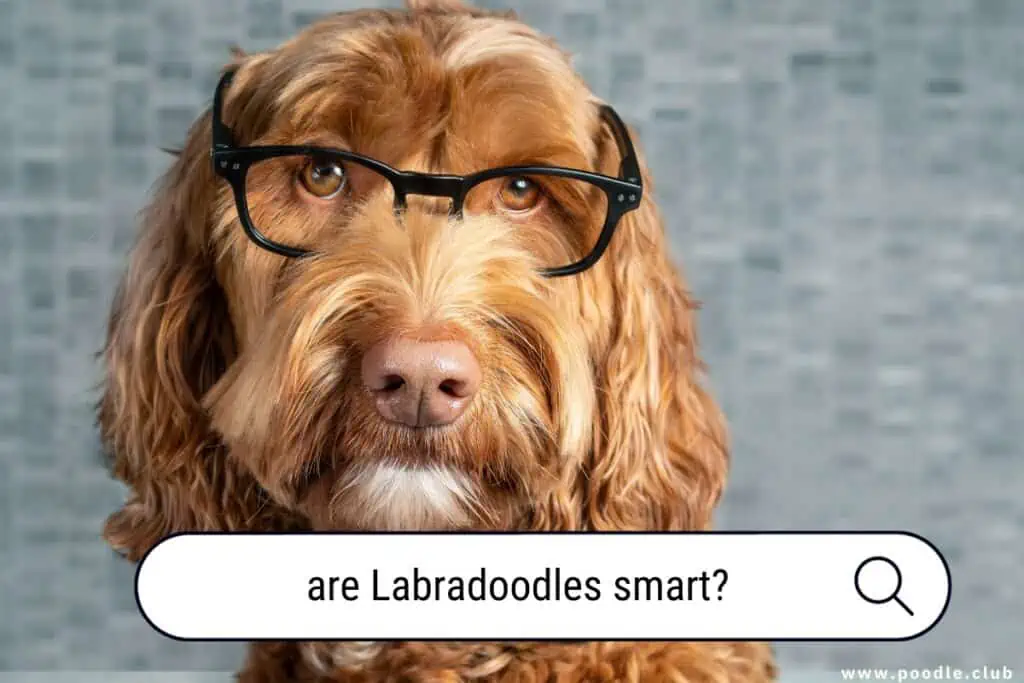 are Labradoodles smart