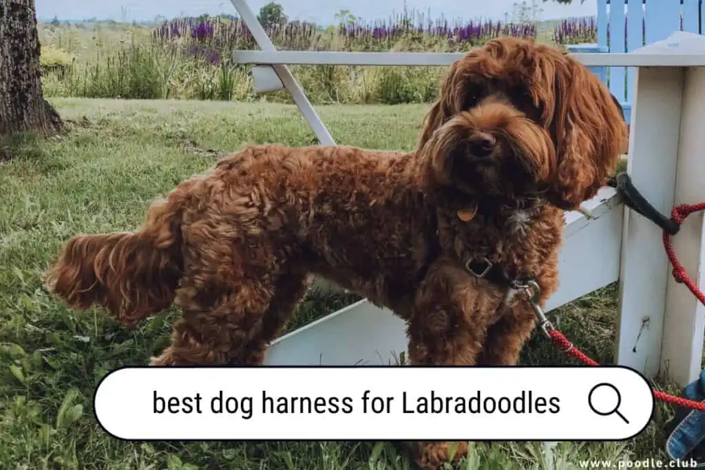 best dog harness for Labradoodles