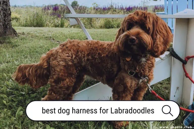Best Dog Harness for Labradoodles: Top Picks and Expert Advice
