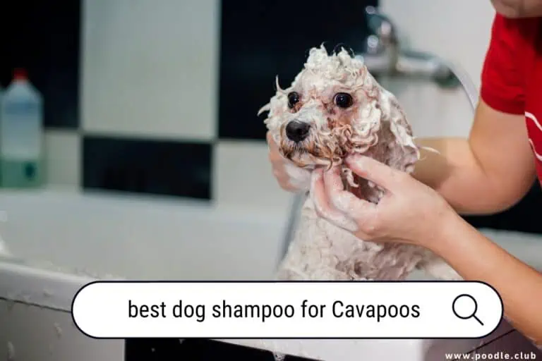 Best Dog Shampoo for Cavapoos: Expert Picks for a Healthy Coat