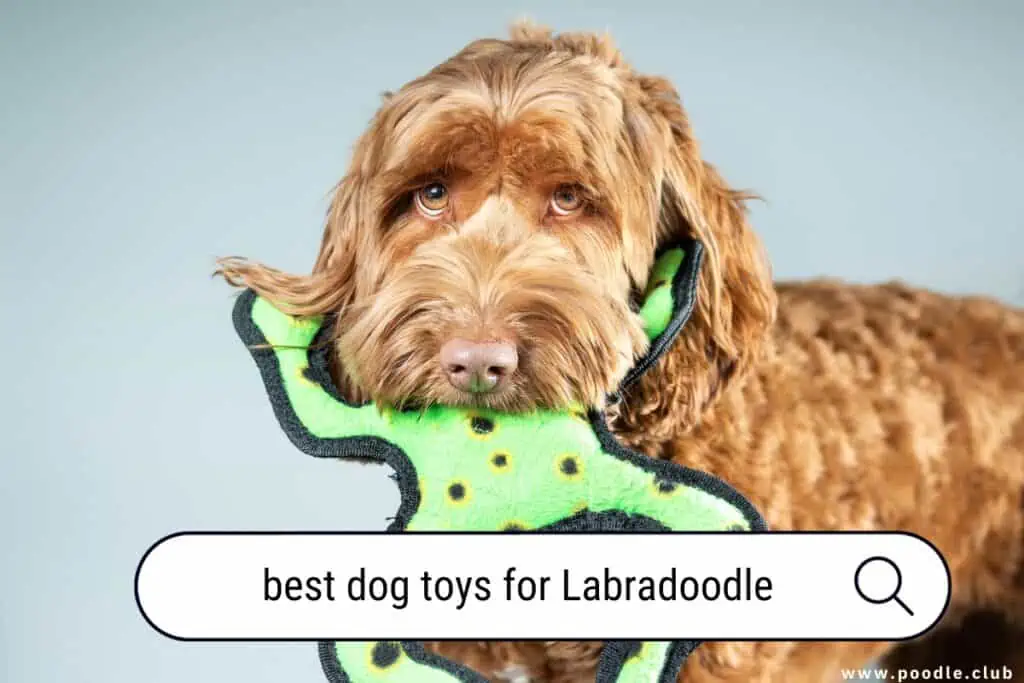 best dog toys for Labradoodle