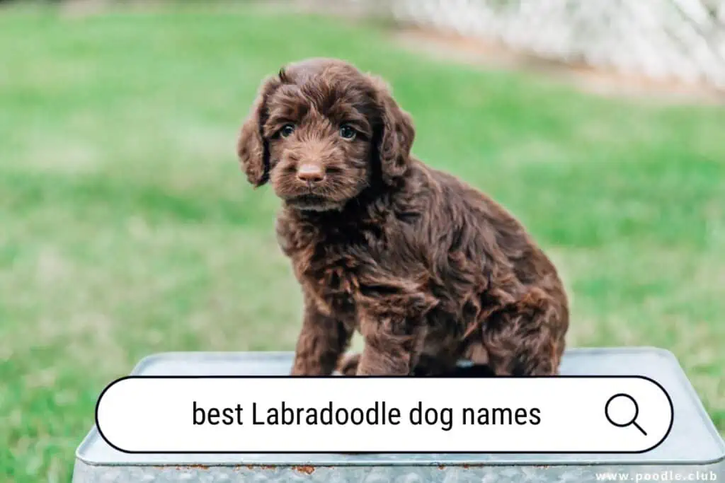 best Labradoodle dog names