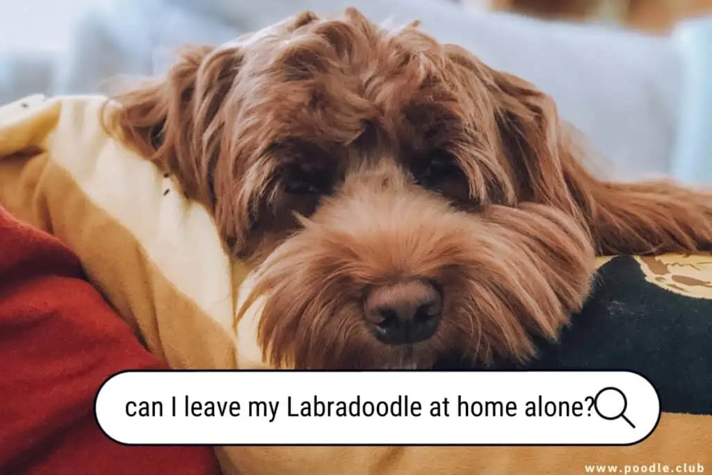 can I leave my Labradoodle at home alone