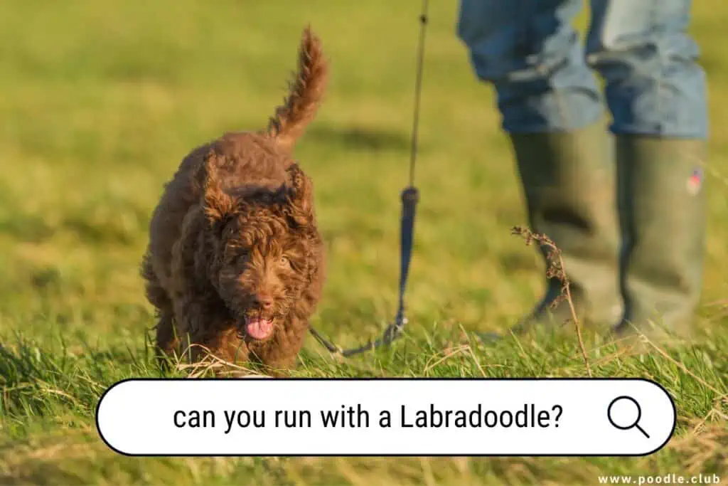 can you run with a Labradoodle