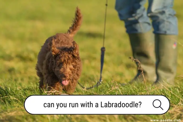 Can You Run with a Labradoodle? A Quick Guide for Active Owners