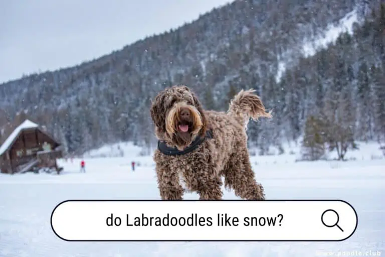 Do Labradoodles Like Snow? A Definitive Answer for Pet Owners
