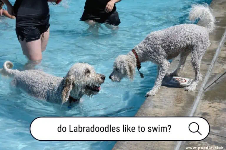 Do Labradoodles Like to Swim? Exploring Their Aquatic Affinity