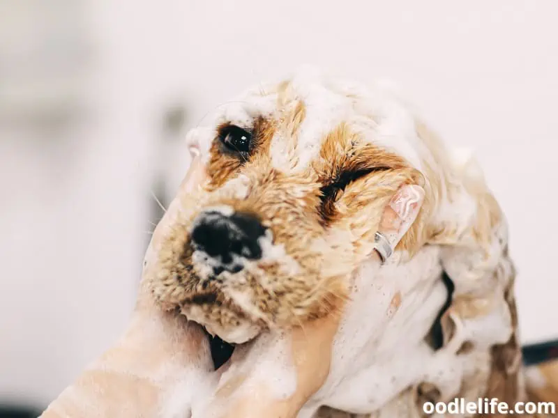 dog having a bath