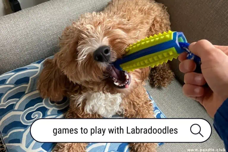 Games to Play with Labradoodles: Top Picks for Happy Pets