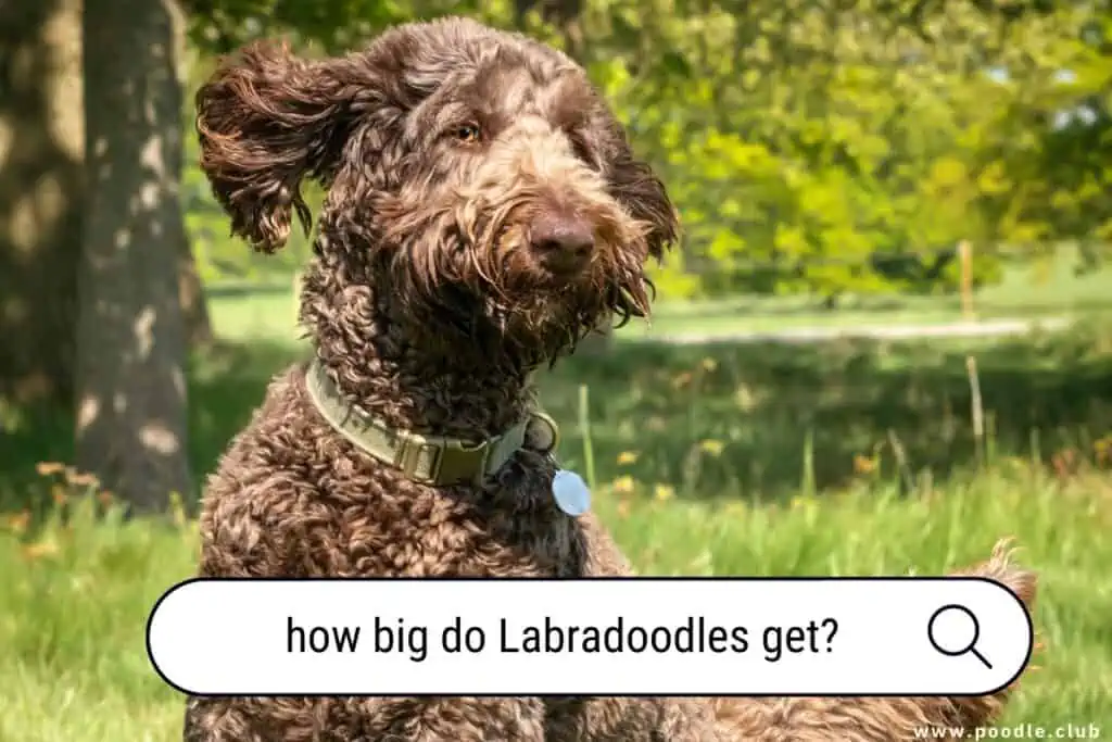 how big do Labradoodles get