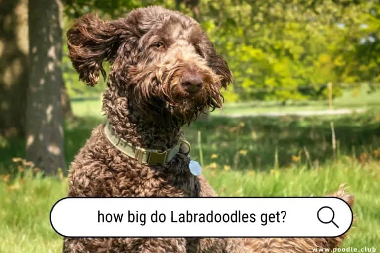 How Big Do Labradoodles Get? A Comprehensive Size Guide