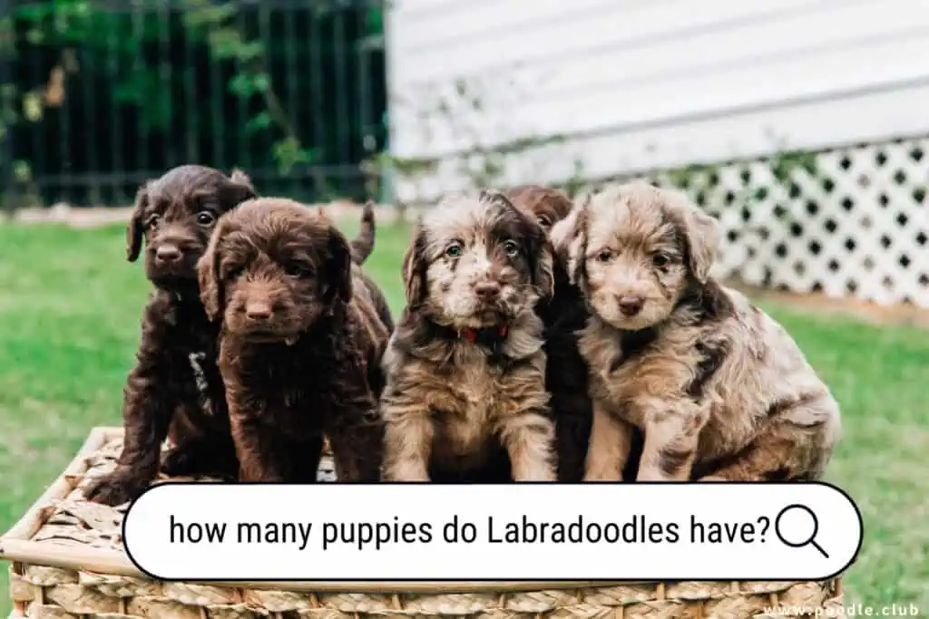 how many puppies do Labradoodles have